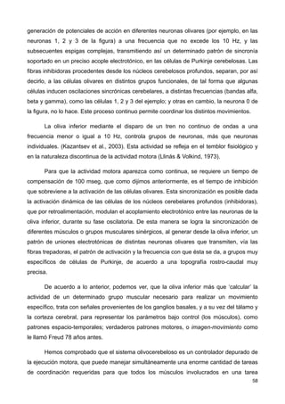 generación de potenciales de acción en diferentes neuronas olivares (por ejemplo, en las
neuronas 1, 2 y 3 de la figura) a una frecuencia que no excede los 10 Hz, y las
subsecuentes espigas complejas, transmitiendo así un determinado patrón de sincronía
soportado en un preciso acople electrotónico, en las células de Purkinje cerebelosas. Las
fibras inhibidoras procedentes desde los núcleos cerebelosos profundos, separan, por así
decirlo, a las células olivares en distintos grupos funcionales, de tal forma que algunas
células inducen oscilaciones sincrónicas cerebelares, a distintas frecuencias (bandas alfa,
beta y gamma), como las células 1, 2 y 3 del ejemplo; y otras en cambio, la neurona 0 de
la figura, no lo hace. Este proceso continuo permite coordinar los distintos movimientos.
La oliva inferior mediante el disparo de un tren no continuo de ondas a una
frecuencia menor o igual a 10 Hz, controla grupos de neuronas, más que neuronas
individuales. (Kazantsev et al., 2003). Esta actividad se refleja en el temblor fisiológico y
en la naturaleza discontinua de la actividad motora (Llinás & Volkind, 1973).
Para que la actividad motora aparezca como continua, se requiere un tiempo de
compensación de 100 mseg, que como dijimos anteriormente, es el tiempo de inhibición
que sobreviene a la activación de las células olivares. Esta sincronización es posible dada
la activación dinámica de las células de los núcleos cerebelares profundos (inhibidoras),
que por retroalimentación, modulan el acoplamiento electrotónico entre las neuronas de la
oliva inferior, durante su fase oscilatoria. De esta manera se logra la sincronización de
diferentes músculos o grupos musculares sinérgicos, al generar desde la oliva inferior, un
patrón de uniones electrotónicas de distintas neuronas olivares que transmiten, vía las
fibras trepadoras, el patrón de activación y la frecuencia con que ésta se da, a grupos muy
específicos de células de Purkinje, de acuerdo a una topografía rostro-caudal muy
precisa.
De acuerdo a lo anterior, podemos ver, que la oliva inferior más que ‘calcular’ la
actividad de un determinado grupo muscular necesario para realizar un movimiento
específico, trata con señales provenientes de los ganglios basales, y a su vez del tálamo y
la corteza cerebral, para representar los parámetros bajo control (los músculos), como
patrones espacio-temporales; verdaderos patrones motores, o imagen-movimiento como
le llamó Freud 78 años antes.
Hemos comprobado que el sistema olivocerebeloso es un controlador depurado de
la ejecución motora, que puede manejar simultáneamente una enorme cantidad de tareas
de coordinación requeridas para que todos los músculos involucrados en una tarea
58
 