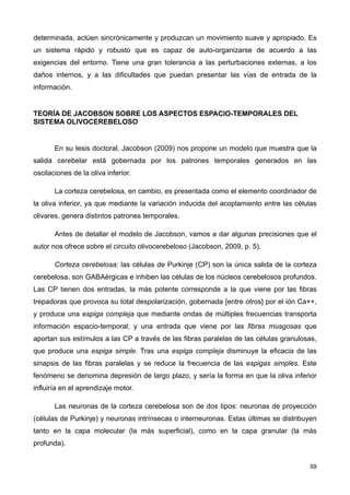 determinada, actúen sincrónicamente y produzcan un movimiento suave y apropiado. Es
un sistema rápido y robusto que es capaz de auto-organizarse de acuerdo a las
exigencias del entorno. Tiene una gran tolerancia a las perturbaciones externas, a los
daños internos, y a las dificultades que puedan presentar las vías de entrada de la
información.
TEORÍA DE JACOBSON SOBRE LOS ASPECTOS ESPACIO-TEMPORALES DEL
SISTEMA OLIVOCEREBELOSO
En su tesis doctoral, Jacobson (2009) nos propone un modelo que muestra que la
salida cerebelar está gobernada por los patrones temporales generados en las
oscilaciones de la oliva inferior.
La corteza cerebelosa, en cambio, es presentada como el elemento coordinador de
la oliva inferior, ya que mediante la variación inducida del acoplamiento entre las células
olivares, genera distintos patrones temporales.
Antes de detallar el modelo de Jacobson, vamos a dar algunas precisiones que el
autor nos ofrece sobre el circuito olivocerebeloso (Jacobson, 2009, p. 5).
Corteza cerebelosa: las células de Purkinje (CP) son la única salida de la corteza
cerebelosa, son GABAérgicas e inhiben las células de los núcleos cerebelosos profundos.
Las CP tienen dos entradas, la más potente corresponde a la que viene por las fibras
trepadoras que provoca su total despolarización, gobernada [entre otros] por el ión Ca++,
y produce una espiga compleja que mediante ondas de múltiples frecuencias transporta
información espacio-temporal; y una entrada que viene por las fibras musgosas que
aportan sus estímulos a las CP a través de las fibras paralelas de las células granulosas,
que produce una espiga simple. Tras una espiga compleja disminuye la eficacia de las
sinapsis de las fibras paralelas y se reduce la frecuencia de las espigas simples. Este
fenómeno se denomina depresión de largo plazo, y sería la forma en que la oliva inferior
influiría en el aprendizaje motor.
Las neuronas de la corteza cerebelosa son de dos tipos: neuronas de proyección
(células de Purkinje) y neuronas intrínsecas o interneuronas. Estas últimas se distribuyen
tanto en la capa molecular (la más superficial), como en la capa granular (la más
profunda).
59
 