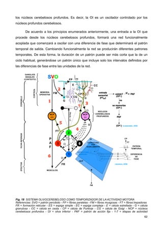 los núcleos cerebelosos profundos. Es decir, la OI es un oscilador controlado por los
núcleos profundos cerebelosos.
De acuerdo a los principios enumerados anteriormente, una entrada a la OI que
procede desde los núcleos cerebelosos profundos, formará una red funcionalmente
acoplada que comenzará a oscilar con una diferencia de fase que determinará el patrón
temporal de salida. Cambiando funcionalmente la red se producirán diferentes patrones
temporales. De esta forma, la duración de un patrón puede ser más corta que la de un
ciclo habitual, generándose un patrón único que incluye solo los intervalos definidos por
las diferencias de fase entre las unidades de la red.
Fig. 18 SISTEMA OLIVOCEREBELOSO COMO TEMPORIZADOR DE LA ACTIVIDAD MOTORA
Referencias: SVO = patrón percibido - FP = fibras paralelas - FM = fibras musgosas - FT = fibras trepadoras
FR = formación reticular - ES = espiga simple - EC = espiga compleja - E = célula estrellada - G = célula
granulosa - CC = célula en cesta - CP = célula de Purkinje - CG = célula de Golgi - NCP = núcleos
cerebelosos profundos - OI = oliva inferior - PAF = patrón de acción fija - 1-7 = etapas de actividad
62
 