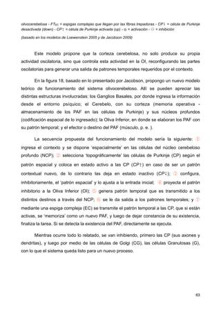 olivocerebelosa - FTEC = espigas complejas que llegan por las fibras trepadoras - CP↧ = célula de Purkinje
desactivada (down) - CP↥ = célula de Purkinje activada (up) - ⊕ = activación - ⊖ = inhibición
(basado en los modelos de Loewenstein 2005 y de Jacobson 2009)
Este modelo propone que la corteza cerebelosa, no solo produce su propia
actividad oscilatoria, sino que controla esta actividad en la OI, reconfigurando las partes
oscilatorias para generar una salida de patrones temporales requeridos por el contexto.
En la figura 18, basado en lo presentado por Jacobson, propongo un nuevo modelo
teórico de funcionamiento del sistema olivocerebeloso. Allí se pueden apreciar las
distintas estructuras involucradas: los Ganglios Basales, por donde ingresa la información
desde el entorno psíquico; el Cerebelo, con su corteza (memoria operativa -
almacenamiento de los PAF en las células de Purkinje) y sus núcleos profundos
(codificación espacial de lo ingresado); la Oliva Inferior, en donde se elaboran los PAF con
su patrón temporal; y el efector o destino del PAF (músculo, p. e. ).
La secuencia propuesta del funcionamiento del modelo sería la siguiente: ①
ingresa el contexto y se dispone ‘espacialmente’ en las células del núcleo cerebeloso
profundo (NCP); ② selecciona ‘topográficamente’ las células de Purkinje (CP) según el
patrón espacial y coloca en estado activo a las CP (CP↥) en caso de ser un patrón
contextual nuevo, de lo contrario las deja en estado inactivo (CP↧); ③ configura,
inhibitoriamente, el ‘patrón espacial’ y lo ajusta a la entrada inicial; ④ proyecta el patrón
inhibitorio a la Oliva Inferior (OI); ⑤ genera patrón temporal que es transmitido a los
distintos destinos a través del NCP; ⑥ se le da salida a los patrones temporales; y ⑦
mediante una espiga compleja (EC) se transmite el patrón temporal a las CP, que si están
activas, se ‘memoriza’ como un nuevo PAF, y luego de dejar constancia de su existencia,
finaliza la tarea. Si se detecta la existencia del PAF, directamente se ejecuta.
Mientras ocurre todo lo relatado, se van inhibiendo, primero las CP (sus axones y
dendritas), y luego por medio de las células de Golgi (CG), las células Granulosas (G),
con lo que el sistema queda listo para un nuevo proceso.
63
 
