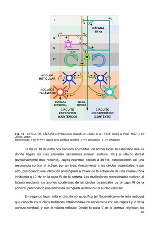 Fig. 19 CIRCUITOS TÁLAMO-CORTICALES (basado en Llinás et al., 1994; Llinás & Paré, 1997; y en
Jones, 2010)
Referencias: I, IV, V, VI = capas de la corteza cerebral - (+) = activación - (--) = inhibición
La figura 19 muestra dos circuitos apareados, en primer lugar, el específico que es
donde llegan las vías aferentes sensoriales (visual, auditiva, etc.) al tálamo dorsal
(evolutivamente más reciente), cuyas neuronas oscilan a 40 Hz, estableciendo así una
resonancia cortical al activar, por un lado, directamente a las células piramidales, y por
otro, provocando una inhibición anterógrada a través de la activación de una interneurona
inhibitoria a 40 Hz en la capa IV de la corteza. Las oscilaciones mencionadas vuelven al
tálamo mediante los axones colaterales de las células piramidales de la capa VI de la
corteza, provocando una inhibición retrógrada al alcanzar el núcleo reticular.
En segundo lugar está el circuito no específico (el filogenéticamente más antiguo)
que conecta los núcleos talámicos intralaminares no específicos con las capas I y V de la
corteza cerebral, y con el núcleo reticular. Desde la capa V de la corteza regresan las
66
 