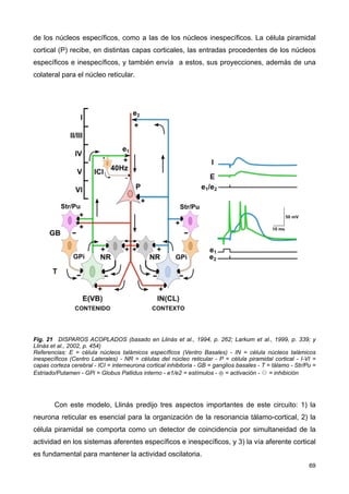 de los núcleos específicos, como a las de los núcleos inespecíficos. La célula piramidal
cortical (P) recibe, en distintas capas corticales, las entradas procedentes de los núcleos
específicos e inespecíficos, y también envía a estos, sus proyecciones, además de una
colateral para el núcleo reticular.
Fig. 21 DISPAROS ACOPLADOS (basado en Llinás et al., 1994, p. 262; Larkum et al., 1999, p. 339; y
Llinás et al., 2002, p. 454)
Referencias: E = célula núcleos talámicos específicos (Ventro Basales) - IN = célula núcleos talámicos
inespecíficos (Centro Laterales) - NR = células del núcleo reticular - P = célula piramidal cortical - I-VI =
capas corteza cerebral - ICI = interneurona cortical inhibitoria - GB = ganglios basales - T = tálamo - Str/Pu =
Estriado/Putamen - GPi = Globus Pallidus interno - e1/e2 = estímulos - ⊕ = activación - ⊖ = inhibición
Con este modelo, Llinás predijo tres aspectos importantes de este circuito: 1) la
neurona reticular es esencial para la organización de la resonancia tálamo-cortical, 2) la
célula piramidal se comporta como un detector de coincidencia por simultaneidad de la
actividad en los sistemas aferentes específicos e inespecíficos, y 3) la vía aferente cortical
es fundamental para mantener la actividad oscilatoria.
69
 