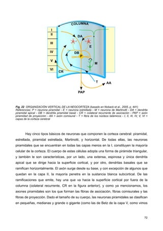 Fig. 22 ORGANIZACIÓN VERTICAL DE LA NEOCORTEZA (basado en Noback et al., 2005, p. 441)
Referencias: P = neurona piramidal - E = neurona estrellada - M = neurona de Martinotti - DA = dendrita
piramidal apical - DB = dendrita piramidal basal - CR = colateral recurrente de asociación - PAP = axón
piramidad de proyección - AA = axón comisural - T = fibra de los núcleos talámicos - I, II, III, IV, V, VI =
capas de la corteza cerebral
Hay cinco tipos básicos de neuronas que componen la corteza cerebral: piramidal,
estrellada, piramidal estrellada, Martinotti, y horizontal. De todas ellas, las neuronas
piramidales que se encuentran en todas las capas menos en la I, constituyen la mayoría
celular de la corteza. El cuerpo de estas células adopta una forma de pirámide triangular,
y también le son características, por un lado, una extensa, espinosa y única dendrita
apical que se dirige hacia la superficie cortical, y por otro, dendritas basales que se
ramifican horizontalmente. El axón surge desde su base, y con excepción de algunos que
quedan en la capa II, la mayoría penetra en la sustancia blanca subcortical. De las
ramificaciones que emite, hay una que va hacia la superficie cortical por fuera de la
columna (colateral recurrente, CR en la figura anterior), y como ya mencionamos, los
axones piramidales son los que forman las fibras de asociación, fibras comisurales y las
fibras de proyección. Dado el tamaño de su cuerpo, las neuronas piramidales se clasifican
en pequeñas, medianas y grande o gigante (como las de Betz de la capa V, como vimos
72
 