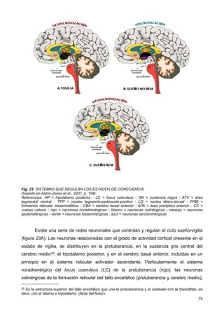 Fig. 23 SISTEMAS QUE REGULAN LOS ESTADOS DE CONSCIENCIA
(basado en Aston-Jones et al., 2007, p. 159)
Referencias: HP = hipotálamo posterior - LC = locus coeruleus - SN = sustancia negra - ATV = área
tegmental ventral - TPP = núcleo tegmento-pedúnculo-pontino - LD = núcleo látero-dorsal - FRM =
formación reticular mesencefálica - CBA = cerebro basal anterior - APA = área preóptica anterior - CC =
cuerpo calloso - rojo = neuronas noradrenérgicas - blanco = neuronas colinérgicas - naranja = neuronas
glutamatérgicas - verde = neuronas histaminérgicas . azul = neuronas serotoninérgicas
Existe una serie de redes neuronales que controlan y regulan el ciclo sueño-vigilia
(figura 23A). Las neuronas relacionadas con el grado de actividad cortical presente en el
estado de vigilia, se distribuyen en la protuberancia, en la sustancia gris central del
cerebro medio25, el hipotálamo posterior, y en el cerebro basal anterior, incluidas en un
principio en el sistema reticular activador ascendente. Particularmente el sistema
noradrenérgico del locus coeruleus (LC) de la protuberancia (rojo); las neuronas
colinérgicas de la formación reticular del tallo encefálico (protuberancia y cerebro medio),
75
25 Es la estructura superior del tallo encefálico que une la protuberancia y el cerebelo con el diencéfalo, es
decir, con el tálamo e hipotálamo. (Nota del Autor)
 