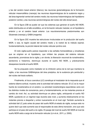 y las del cerebro basal anterior (blanco); las neuronas glutamatérgicas de la formación
reticular mesencefálica (naranja); las neuronas dopaminérgicas de la sustancia negra y
del área tegmental ventral del cerebro medio; las neuronas histaminérgicas del hipotálamo
posterior (verde); y las neuronas serotoninérgicas del núcleo del rafe dorsal (azul).
En la figura 23B se puede ver que los sistemas que generan el sueño NO MOR,
están distribuidos en el tallo encefálico, en la formación reticular medular, en el hipotálamo
anterior y en el cerebro basal anterior. Los neurotransmisores predominantes son
Glutamato (naranja) y GABA (magenta)
En la figura 23C muestra las estructuras involucradas en la producción del sueño
MOR, o sea, la región caudal del cerebro medio y la rostral de la médula espinal,
fundamentalmente, la porción lateral del núcleo reticular pontino oral.
El ciclo vigilia-sueño parece responder a las señales homeostáticas y circadianas
que se originan en el hipotálamo, que inhiben las propias del sistema reticular
ascendente, promotoras de la vigilia; y en donde, la liberación neuronal de noradrenalina,
serotonina e histamina, disminuye durante el sueño NO MOR, y prácticamente
desaparece durante el sueño MOR.
Se ha propuesto como mediador en la inhibición activa de la red que mantiene la
vigilia, a las neuronas GABAérgicas del área preóptica, de la sustancia gris periductal y
del núcleo del tracto solitario.
Finalmente, el locus coeruleus (LC) constituye el modulador de la respuesta que el
sistema tálamo-cortical, muestra ante la actividad del sistema reticular. El LC es la mayor
fuente de noradrenalina en el cerebro. La actividad noradrenérgica espontánea varía con
los distintos niveles de consciencia, pero y fundamentalmente, en los instantes previos al
cambio de nivel. Así, su actividad disminuye en plena vigilia, anticipando el sueño NO
MOR, quedando en un régimen bajo durante este nivel, y aumenta drásticamente en los
instantes previos a despertar y entrar nuevamente en el nivel vigil. También aumenta la
actividad del LC justo antes de pasar del sueño MOR al estado de vigilia, aunque esto no
quiere decir que este aumento sea el responsable de esta última transición, sino que solo
participa en el paso del sueño a la vigilia. El pasaje del nivel de sueño NO MOR al nivel de
sueño MOR está a cargo de la formación reticular (Lin et al., 2011, p. 2500).
76
 