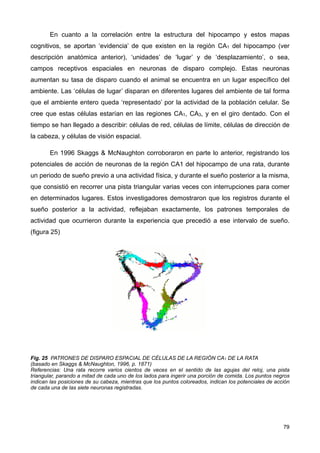 En cuanto a la correlación entre la estructura del hipocampo y estos mapas
cognitivos, se aportan ‘evidencia’ de que existen en la región CA1 del hipocampo (ver
descripción anatómica anterior), ‘unidades’ de ‘lugar’ y de ‘desplazamiento’, o sea,
campos receptivos espaciales en neuronas de disparo complejo. Estas neuronas
aumentan su tasa de disparo cuando el animal se encuentra en un lugar específico del
ambiente. Las ‘células de lugar’ disparan en diferentes lugares del ambiente de tal forma
que el ambiente entero queda ‘representado’ por la actividad de la población celular. Se
cree que estas células estarían en las regiones CA1, CA3, y en el giro dentado. Con el
tiempo se han llegado a describir: células de red, células de límite, células de dirección de
la cabeza, y células de visión espacial.
En 1996 Skaggs & McNaughton corroboraron en parte lo anterior, registrando los
potenciales de acción de neuronas de la región CA1 del hipocampo de una rata, durante
un periodo de sueño previo a una actividad física, y durante el sueño posterior a la misma,
que consistió en recorrer una pista triangular varias veces con interrupciones para comer
en determinados lugares. Estos investigadores demostraron que los registros durante el
sueño posterior a la actividad, reflejaban exactamente, los patrones temporales de
actividad que ocurrieron durante la experiencia que precedió a ese intervalo de sueño.
(figura 25)
Fig. 25 PATRONES DE DISPARO ESPACIAL DE CÉLULAS DE LA REGIÓN CA1 DE LA RATA
(basado en Skaggs & McNaughton, 1996, p. 1871)
Referencias: Una rata recorre varios cientos de veces en el sentido de las agujas del reloj, una pista
triangular, parando a mitad de cada uno de los lados para ingerir una porción de comida. Los puntos negros
indican las posiciones de su cabeza, mientras que los puntos coloreados, indican los potenciales de acción
de cada una de las siete neuronas registradas.
79
 