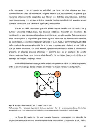 entre neuronas, y b) sincronizar su actividad, es decir, hacerlas disparar en fase,
confirmando una tarea de modulación. Sugiere además que, teóricamente, es posible que
neuronas eléctricamente acopladas que liberen en distintas circunstancias, distintos
neurotransmisores con acción sináptica opuesta (excitatoria/inhibitoria), puedan actuar
como un ‘interruptor’ que cambia el ‘signo’ (+/-) de la acción.
Marder, en 1998, demuestra que más allá de mejorar la velocidad de conducción y
cumplir funciones moduladoras, las sinapsis eléctricas muestran un fenómeno de
rectificación, o sea, permiten el pasaje de la corriente en un solo sentido. Este mecanismo
sirve para explicar la capacidad que tienen algunas neuronas de detectar coincidencias
de estimulación, según lo demostraron Edwards et al. en 1998, y confirmar la plausibilidad
del modelo de la neurona piramidal de la corteza propuesto por Llinás et al. en 1994, y
que ya hemos analizado. En 2008, Marder, aporta nueva evidencia sobre la rectificación
presente en algunas sinapsis eléctricas y confirma que es el resultado del aporte
diferenciado que hace cada hemicanal de la unión de hendidura (gap junction) típica en
este tipo de sinapsis, según ya vimos.
Invocando todas las investigaciones anteriores podemos hacer un perfecto paralelo
entre la electrofisiología de las sinapsis eléctricas y la lógica transcursiva (figura 26).
Fig. 26 ACOPLAMIENTO ELÉCTRICO Y RECTIFICACIÓN
Referencias: 0 (▶) = sinapsis dependiente de iones (química) - 1 (⇝) = sinapsis dependiente del nivel de
voltaje (eléctrica) - ↻ = nivel superficial (eléctrico) - ↺ = nivel profundo (químico) - ⇥ = rectificador
La figura 26 pretende, de una manera figurada, representar por ejemplo, la
disposición neuronal descrita anteriormente en la oliva inferior (Khosrovani et al., 2007).
85
 