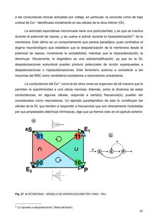 a las conductacias iónicas activadas por voltaje, en particular, la conocida como de bajo
umbral de Ca++ identificada inicialmente en las células de la oliva inferior (OI).
La actividad espontánea mencionada tiene una particularidad, y es que se inactiva
durante el potencial de reposo, y se vuelve a activar durante la hiperpolarización31 de la
membrana. Esto último es un comportamiento que parece paradójico, pues contradice el
dogma neurobiológico que establece que la despolarización de la membrana desde el
potencial de reposo, incrementa la excitabilidad, mientras que la hiperpolarización, la
disminuye. Obviamente, lo dogmático es una sobresimplificación, ya que en la OI,
despolarizaciones subumbral pueden producir potenciales de acción superpuestas a
despolarizaciones o hiperpolarizaciones. Este fenómeno autoriza a considerar a las
neuronas del SNC como verdaderos osciladores o resonadores unicelulares.
La conductancia del Ca++ como la de otros iones se organizan de tal manera que le
permiten la autoritmicidad a una célula nerviosa. Además, como la dinámica de estas
conductancias, en algunas células, responde a cierta(s) frecuencia(s), pueden ser
consideradas como resonadores. Un ejemplo paradigmático de esto lo constituyen las
células de la OI, que tienden a responder a frecuencias que son directamente moduladas
por sus propiedades eléctricas intrínsecas, algo que ya hemos visto en el capítulo anterior.
Fig. 27 BI-RITMICIDAD - MODELO DE MORÁN-GOLDBETER (1984) - PAU
87
31 Lo opuesto a despolarización. (Nota del Autor)
 