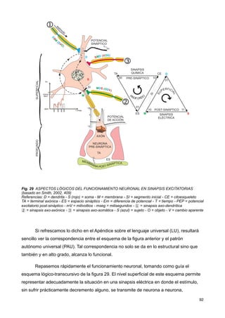 Fig. 29 ASPECTOS LÓGICOS DEL FUNCIONAMIENTO NEURONAL EN SINAPSIS EXCITATORIAS
(basado en Smith, 2002, 409)
Referencias: D = dendrita - S (rojo) = soma - M = membrana - SI = segmento inicial - CE = citoesqueleto
TA = terminal axónica - ES = espacio sináptico - Em = diferencia de potencial - T = tiempo - PEP = potencial
excitatorio post-sináptico - mV = milivoltios - mseg = milisegundos - 1 = sinapsis axo-dendrítica
2 = sinapsis axo-axónica - 3 = sinapsis axo-somática - S (azul) = sujeto - O = objeto - V = cambio aparente
Si refrescamos lo dicho en el Apéndice sobre el lenguaje universal (LU), resultará
sencillo ver la correspondencia entre el esquema de la figura anterior y el patrón
autónomo universal (PAU). Tal correspondencia no solo se da en lo estructural sino que
también y en alto grado, alcanza lo funcional.
Repasemos rápidamente el funcionamiento neuronal, tomando como guía el
esquema lógico-transcursivo de la figura 29. El nivel superficial de este esquema permite
representar adecuadamente la situación en una sinapsis eléctrica en donde el estímulo,
sin sufrir prácticamente decremento alguno, se transmite de neurona a neurona,
92
 
