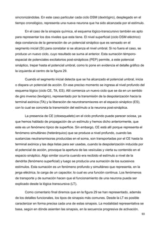 sincronizándolas. En este caso particular cada ciclo DSM (dextrógiro), desplegado en el
tiempo cronológico, representa una nueva neurona que ha sido alcanzada por el estímulo.
En el caso de la sinapsis química, el esquema lógico-transcursivo también es apto
para representar los dos niveles que esta tiene. El nivel superficial (ciclo DSM eléctrico)
deja constancia de la generación de un potencial sináptico que es sensado en el
segmento inicial (SI) para constatar si se alcanza el nivel umbral. Si no fuera el caso, se
produce un nuevo ciclo, cuyo resultado se suma al anterior. Esta sumación témporo-
espacial de potenciales excitatorios post-sinápticos (PEP) permite, a este potencial
sináptico, trepar hasta el potencial umbral, como lo pone en evidencia el detalle gráfico de
la izquierda al centro de la figura 29.
Cuando el segmento inicial detecta que se ha alcanzado el potencial umbral, inicia
o dispara un potencial de acción. En ese preciso momento se ingresa al nivel profundo del
esquema lógico (ciclo CE, TA, ES). Allí comienza un nuevo ciclo que se da en un sentido
de giro inverso (levógiro), representado por la transmisión de la despolarización hacia la
terminal axónica (TA) y la liberación de neurotransmisores en el espacio sináptico (ES),
con lo cual se concreta la transmisión del estímulo a la neurona post-sináptica.
La presencia de CE (citoesqueleto) en el ciclo profundo puede parecer ociosa, ya
que hemos hablado de propagación de un estímulo y hemos dicho anteriormente, que
este es un fenómeno típico de superficie. Sin embargo, CE está allí porque representa el
fenómeno simultáneo (heterárquico) que se produce a nivel profundo, cuando las
sustancias neutransmisoras producidas en el soma, son transportadas por el CE hasta la
terminal axónica y las deja listas para ser usadas, cuando la despolarización inducida por
el potencial de acción, provoque la apertura de las vesículas y vierta su contenido en el
espacio sináptico. Algo similar ocurría cuando era recibido el estímulo a nivel de la
dendrita (fenómeno superficial) y luego se producía una sumación de los sucesivos
estímulos. Esta sumación es un fenómeno profundo y simultáneo que representa, en la
jerga eléctrica, la carga de un capacitor, lo cual es una función continua. Los fenómenos
de transporte y de sumación hacen que el funcionamiento de una neurona pueda ser
explicado desde la lógica transcursiva (LT).
Como comentario final diremos que en la figura 29 se han representado, además
de los detalles funcionales, los tipos de sinapsis más comunes. Desde la LT es posible
caracterizar en forma precisa cada una de estas sinapsis. La modalidad representativa se
basa, según en dónde asienten las sinapsis, en la secuencia progresiva de activación.
93
 