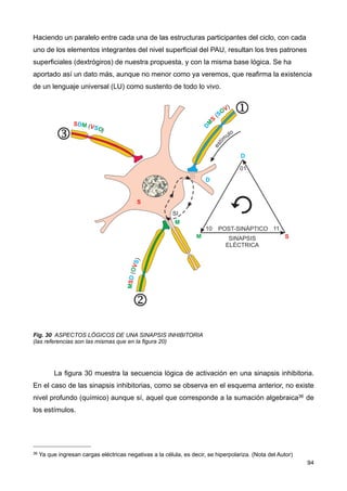 Haciendo un paralelo entre cada una de las estructuras participantes del ciclo, con cada
uno de los elementos integrantes del nivel superficial del PAU, resultan los tres patrones
superficiales (dextrógiros) de nuestra propuesta, y con la misma base lógica. Se ha
aportado así un dato más, aunque no menor como ya veremos, que reafirma la existencia
de un lenguaje universal (LU) como sustento de todo lo vivo.
Fig. 30 ASPECTOS LÓGICOS DE UNA SINAPSIS INHIBITORIA
(las referencias son las mismas que en la figura 20)
La figura 30 muestra la secuencia lógica de activación en una sinapsis inhibitoria.
En el caso de las sinapsis inhibitorias, como se observa en el esquema anterior, no existe
nivel profundo (químico) aunque sí, aquel que corresponde a la sumación algebraica36 de
los estímulos.
94
36 Ya que ingresan cargas eléctricas negativas a la célula, es decir, se hiperpolariza. (Nota del Autor)
 