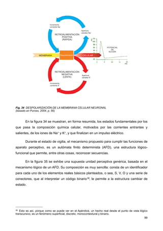 Fig. 34 DESPOLARIZACIÓN DE LA MEMBRANA CELULAR NEURONAL
(basado en Purves, 2004, p. 56)
En la figura 34 se muestran, en forma resumida, los estados fundamentales por los
que pasa la composición química celular, motivados por las corrientes entrantes y
salientes, de los iones de Na+ y K+, y que finalizan en un impulso eléctrico.
Durante el estado de vigilia, el mecanismo propuesto para cumplir las funciones de
aparato perceptivo, es un autómata finito determinista (AFD), una estructura lógico-
funcional que permite, entre otras cosas, reconocer secuencias.
En la figura 35 se exhibe una supuesta unidad perceptiva genérica, basada en el
mecanismo lógico de un AFD. Su composición es muy sencilla: consta de un identificador
para cada uno de los elementos reales básicos planteados, o sea, S, V, O y una serie de
conectores, que al interpretar un código binario38, le permite a la estructura cambiar de
estado.
99
38 Esto es así, porque como se puede ver en el Apéndice, un hecho real desde el punto de vista lógico
transcursivo, es un fenómeno superficial, discreto, monocontextural y binario.
 