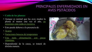 Psitacidos | PPTX