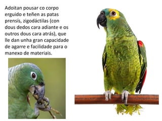 Adoitan pousar co corpo
erguido e teñen as patas
prensís, zigodáctilas (con
dous dedos cara adiante e os
outros dous cara atrás), que
lle dan unha gran capacidade
de agarre e facilidade para o
manexo de materiais.
 