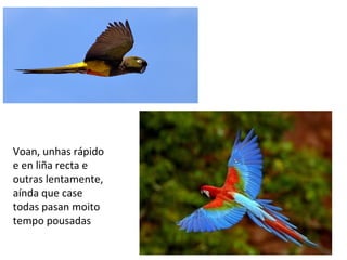 Voan, unhas rápido
e en liña recta e
outras lentamente,
aínda que case
todas pasan moito
tempo pousadas
 