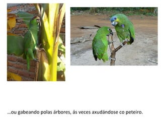 …ou gabeando polas árbores, ás veces axudándose co peteiro.
 