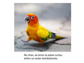 No chan, ao teren as patas curtas,
teñen un andar bamboleante.
 