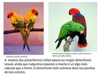 A maioría das psitaciformes teñen pouco ou ningún dimorfismo
sexual, aínda que nalgunhas especies o macho é un algo máis
robusto que a femia. O dimorfismo máis extremo dase nas parellas
de loro eclecto.
Parella de xandaia amarela
Parella de loro eclecto o macho, verde, diante e a
femia, vermella, detrás.
 