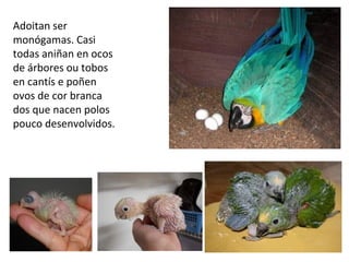 Adoitan ser
monógamas. Casi
todas aniñan en ocos
de árbores ou tobos
en cantís e poñen
ovos de cor branca
dos que nacen polos
pouco desenvolvidos.
 