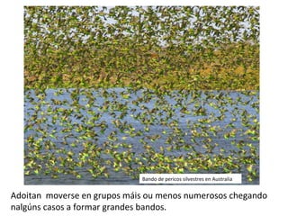 Adoitan moverse en grupos máis ou menos numerosos chegando
nalgúns casos a formar grandes bandos.
Bando de pericos silvestres en Australia
 