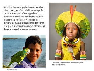 As psitaciformes, polo chamativo das
súas cores, as súas habilidades e pola
capacidade que teñen algunhas
especies de imitar a voz humana, son
mascotas populares. Ao longo da
historia as súas plumas coreadas foron,
e seguen a ser usadas como elementos
decorativos e/ou de ceremonial.
Touca dun ceremonial de iniciación dunha
tribu da amazonía.
Loro mascota
 