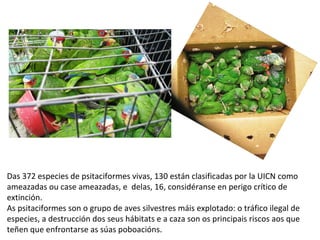 Das 372 especies de psitaciformes vivas, 130 están clasificadas por la UICN como
ameazadas ou case ameazadas, e delas, 16, considéranse en perigo crítico de
extinción.
As psitaciformes son o grupo de aves silvestres máis explotado: o tráfico ilegal de
especies, a destrucción dos seus hábitats e a caza son os principais riscos aos que
teñen que enfrontarse as súas poboacións.
 