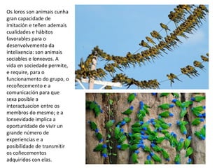 Os loros son animais cunha
gran capacidade de
imitación e teñen ademais
cualidades e hábitos
favorables para o
desenvolvemento da
intelixencia: son animais
sociables e lonxevos. A
vida en sociedade permite,
e require, para o
funcionamento do grupo, o
recoñecemento e a
comunicación para que
sexa posible a
interactuacíon entre os
membros do mesmo; e a
lonxevidade implica a
oportunidade de vivir un
grande número de
experiencias e a
posibilidade de transmitir
os coñecementos
adquiridos con elas.
 