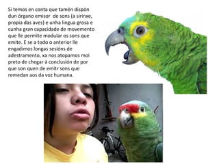 Si temos en conta que tamén dispón
dun órgano emisor de sons (a sirinxe,
propia das aves) e unha lingua grosa e
cunha gran capacidade de movemento
que lle permite modular os sons que
emite. E se a todo o anterior lle
engadimos longas sesións de
adestramento, xa nos atopamos moi
preto de chegar á conclusión de por
que son quen de emitr sons que
remedan aos da voz humana.
 