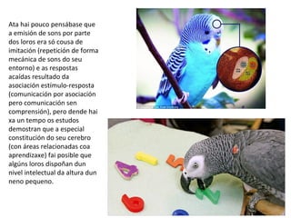 Ata hai pouco pensábase que
a emisión de sons por parte
dos loros era só cousa de
imitación (repetición de forma
mecánica de sons do seu
entorno) e as respostas
acaídas resultado da
asociación estímulo-resposta
(comunicación por asociación
pero comunicación sen
comprensión), pero dende hai
xa un tempo os estudos
demostran que a especial
constitución do seu cerebro
(con áreas relacionadas coa
aprendizaxe) fai posible que
algúns loros dispoñan dun
nivel intelectual da altura dun
neno pequeno.
 
