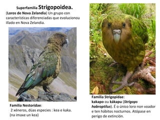 Superfamilia Strigopoidea.
(Loros de Nova Zelandia) Un grupo con
características diferenciadas que evolucionou
illado en Nova Zelandia.
Familia Nestoridae:
2 xéneros, dúas especies : kea e kaka.
(na imaxe un kea)
Familia Strigopidae:
kakapo ou kákapu (Strigops
habroptilus). É o único loro non voador
e ten hábitos nocturnos. Atópase en
perigo de extinción.
 