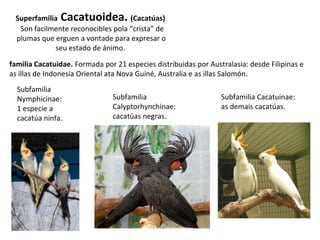Superfamilia Cacatuoidea. (Cacatúas)
Son facilmente reconocibles pola “crista” de
plumas que erguen a vontade para expresar o
seu estado de ánimo.
familia Cacatuidae. Formada por 21 especies distribuidas por Australasia: desde Filipinas e
as illas de Indonesia Oriental ata Nova Guiné, Australia e as illas Salomón.
Subfamilia
Nymphicinae:
1 especie a
cacatúa ninfa.
Subfamilia
Calyptorhynchinae:
cacatúas negras.
Subfamilia Cacatuinae:
as demais cacatúas.
 