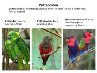 Psittacoidea.
psitacoideos ou loros típicos. O grupo divídese en tres familias e contén máis
de 330 especies
Psittacidae (loros de
América e África)
Psittrichasiidae (loro
aguileño e afíns)
Psittaculidae (loros de Asia e
Oceanía e especies
pequenas de África)
 