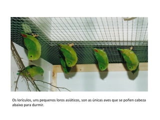 Os lorículos, uns pequenos loros asiáticos, son as únicas aves que se poñen cabeza
abaixo para durmir.
 