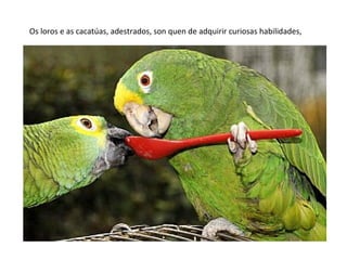 Os loros e as cacatúas, adestrados, son quen de adquirir curiosas habilidades,
 