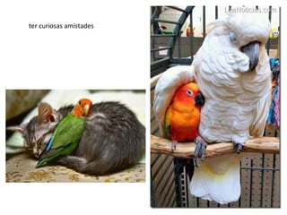 ter curiosas amistades
 