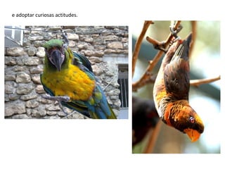 e adoptar curiosas actitudes.
 