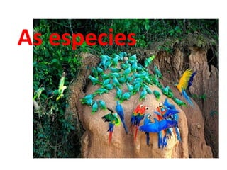 As especies
 