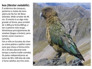kea (Nestor notabilis).
É endémico dos bosques,
pasteiros e matos da zona
alpina da Illa Sur de Nova
Zelandia. Mide arredor de 46
cm. O macho é un algo máis
grande cá femia, pesa arredor
de 1.000 g (a femia 800 g), e
ten o peteiro máis longo.
Aliméntase principalmente de
vexetais (bagas e brotes), pero
tamén come insectos e
carroña.
Fan o niño en buratos do chan
ou entre pedras e poñen catro
ovos que choca a femia entre
22 e 24 días (durante este
tempo o macho traille comida).
Os polos independízanse ao
teren de 90 a 100 días de vida
e fanse adultos aos tres anos.
 