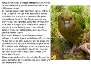 kakapo ou kákapu (Strigops habroptilus). Endémico
de Nova Zelandia, é o único loro non voador e ten
hábitos nocturnos.
Os machos poden medir ata 60 cm e pesar entre 3 e
4 kg, (as femias son algo máis pequenas e menos
robustas ca os machos) e poden acumular graxa
corporal para illarse do frío. Aliméntanse dunha
gran variedade de plantas, sementes e froitas. Non
voan pero empregan as ás para planear desde o
alto das árbores, ás que gabean coa axuda do
peteiro, e teñen as patas fortes que lle permiten
correr bastante rápido.
Para atraer ás femias os machos reúnense e
pelexan entre eles. Logo a femia fai un niño no chan
no que pon un ou dous ovos, dos que se ocupa ela
soa: chócaos uns 30 días e alimenta aos pitos entre
70 e 90 días máis, aínda que seguen preto dela ata
os seis meses. Fanse adultos a partir dos cinco ou
seis anos e non crían todos os anos. Poden vivir
entre 90 e 120 anos.
Atópanse en perigo crítico de extinción. Despois de
varias campañas de recuperación só se coñecen uns
150 exemplares vivos.
 