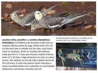 cacatúa ninfa, cocotilla ou carolina (Nymphicus
hollandicus). É endémica de Australia onde vive en
espazos abertos preto da auga. Mide entre 25 e 33
cm dos que case a metade son de rabo, caso único
entre as cacatúas. Aniña en furados das árbores
onde pon de 4 a 7 ovos que chocan, macho e femia,
entre 17 e 22 días e logo alimentan ás crías uns dous
meses. Son adultos ao ano de vida e poden durar de
20 a 25 anos. É unha ave común como mascota, e
como resultado desta cría e selección en cautividade
coñécense numerosas variacións de cor.
Arriba exemplares silvestres, e variables de cor
producto da cría en cautividade, abaixo
 