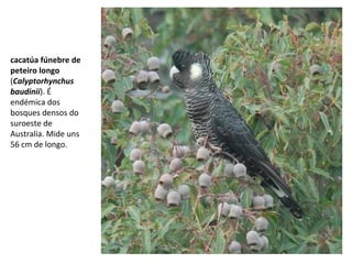cacatúa fúnebre de
peteiro longo
(Calyptorhynchus
baudinii). É
endémica dos
bosques densos do
suroeste de
Australia. Mide uns
56 cm de longo.
 