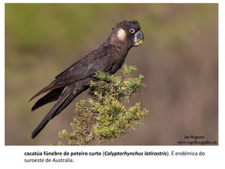 cacatúa fúnebre de peteiro curto (Calyptorhynchus latirostris). É endémica do
suroeste de Australia.
 