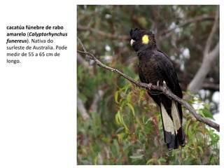 cacatúa fúnebre de rabo
amarelo (Calyptorhynchus
funereus). Nativa do
surleste de Australia. Pode
medir de 55 a 65 cm de
longo.
 