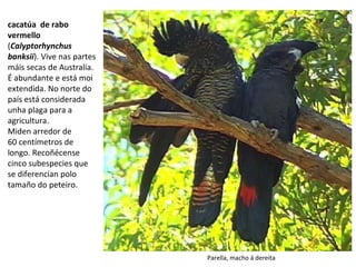 cacatúa de rabo
vermello
(Calyptorhynchus
banksii). Vive nas partes
máis secas de Australia.
É abundante e está moi
extendida. No norte do
país está considerada
unha plaga para a
agricultura.
Miden arredor de
60 centímetros de
longo. Recoñécense
cinco subespecies que
se diferencian polo
tamaño do peteiro.
Parella, macho á dereita
 