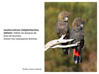 cacatúa lustrosa (Calyptorhynchus
lathami). Habita nos bosques do
leste de Australia.
Existen tres subespecies distintas
Parella, macho á dereita
 