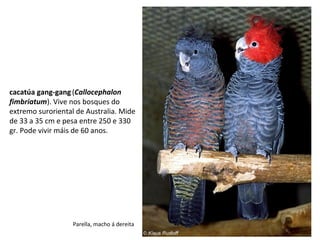 cacatúa gang-gang(Callocephalon
fimbriatum). Vive nos bosques do
extremo suroriental de Australia. Mide
de 33 a 35 cm e pesa entre 250 e 330
gr. Pode vivir máis de 60 anos.
Parella, macho á dereita
 