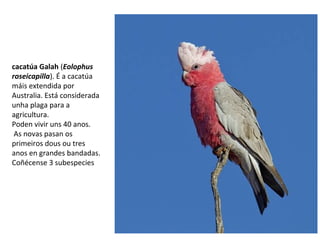 cacatúa Galah (Eolophus
roseicapilla). É a cacatúa
máis extendida por
Australia. Está considerada
unha plaga para a
agricultura.
Poden vivir uns 40 anos.
As novas pasan os
primeiros dous ou tres
anos en grandes bandadas.
Coñécense 3 subespecies
 