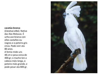 cacatúa branca
(Cacatua alba). Nativa
das illas Molucas. É
unha ave branca con
ollos castaños ou
negros e o peteiro gris
cinza. Pode vivir ata
80 anos.
A femia mide uns
48 cm e pesa cerca de
400 gr; o macho ten a
cabeza máis longa, o
peteiro máis grande, e
pode pesar ata 800 gr.
 