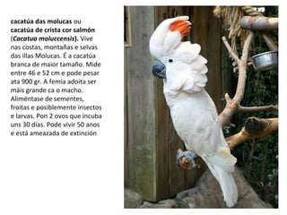 cacatúa das molucas ou
cacatúa de crista cor salmón
(Cacatua moluccensis). Vive
nas costas, montañas e selvas
das illas Molucas. É a cacatúa
branca de maior tamaño. Mide
entre 46 e 52 cm e pode pesar
ata 900 gr. A femia adoita ser
máis grande ca o macho.
Aliméntase de sementes,
froitas e posiblemente insectos
e larvas. Pon 2 ovos que incuba
uns 30 días. Pode vivir 50 anos
e está ameazada de extinción
 