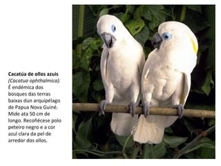 Cacatúa de ollos azuis
(Cacatua ophthalmica).
É endémica dos
bosques das terras
baixas dun arquipélago
de Papua Nova Guiné.
Mide ata 50 cm de
longo. Recoñécese polo
peteiro negro e a cor
azul clara da pel de
arredor dos ollos.
 